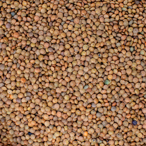 Organic Brown Lentils, 500g
