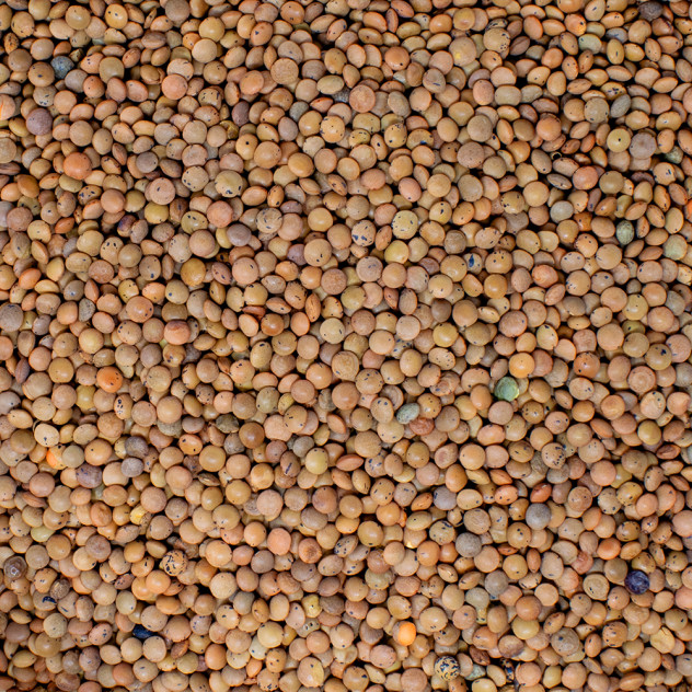Organic Brown Lentils, 500g